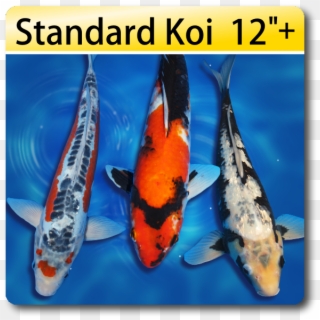 Butterfly Fin Koi For Sale Koi For Sale, HD Png Download