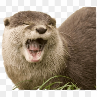 Free Png Download Yawning Otter Png Images Background - Otter Transparent Background, Png Download