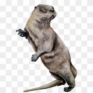North American River Otter , Png Download - North American River Otter, Transparent Png