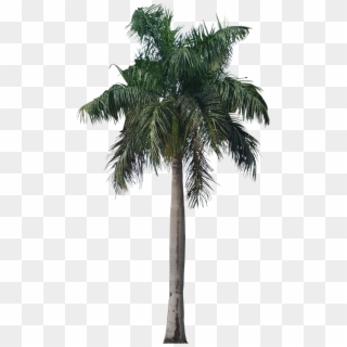Free Icons Png - Royal Palm Tree Png, Transparent Png