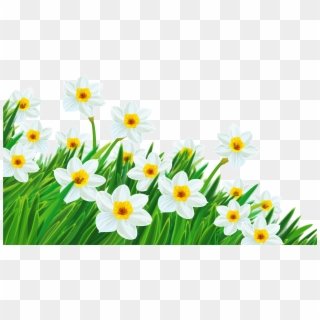 Transparent Grass With Daffodils Clipart - Plants Clip Art Transparent, HD Png Download