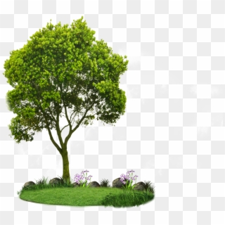 Plan View Tree Clipart - Clipart Small Trees, HD Png Download