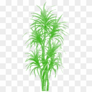 Vector Bamboo Tree Clipart - Plants And Trees, HD Png Download