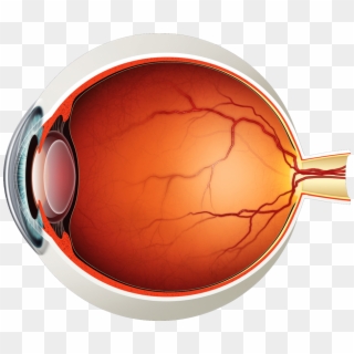 Parts Of The Eyes Png - Human Eye Anatomy Png, Transparent Png