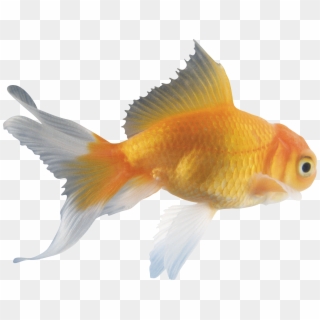 Buddy - Fish Adapted To Their Environment, HD Png Download