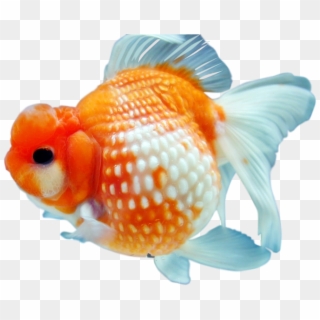 Goldfish Png Free Download - Transparent Background Goldfish Png, Png Download