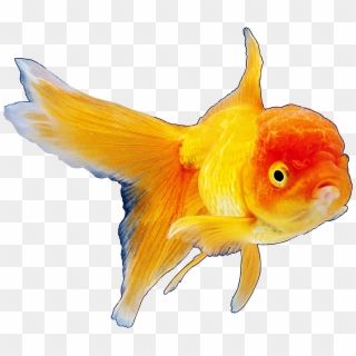 Realistic Goldfish Png Clipart Best Web Clipart - Hinh Anh Con Vat Duoi Nuoc, Transparent Png