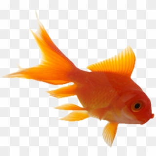 Goldfish Clipart Transparent Tumblr - سال نو مبارک 1390, HD Png Download