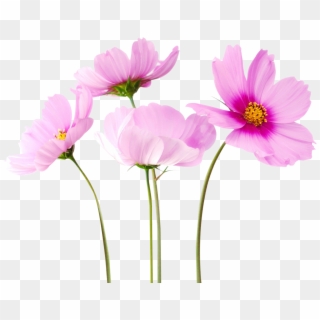 Flowers Png Free Download - Real Flowers Transparent Background, Png Download