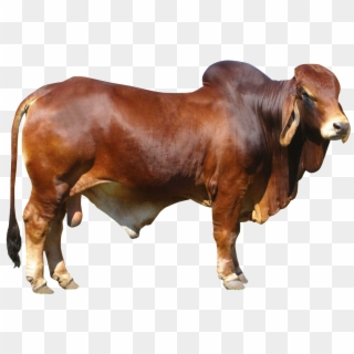 Bull - Cow Png, Transparent Png