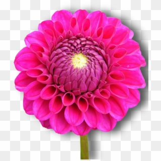 Dahlia, Pink, Flower, Png, Isolated - Dahlia, Transparent Png