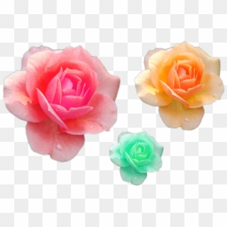 Various Flower Png Files Pink Yelloow Green Roses Png - Garden Roses, Transparent Png