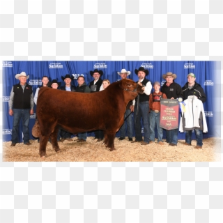 Canadian Angus Association National Champions - Bull, HD Png Download