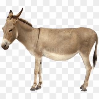 Donkey Shrek Png - Burro, Transparent Png - 750x650(#2386916) - PngFind