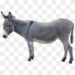 Grey Donkey, HD Png Download