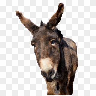 Donkey Png, Transparent Png