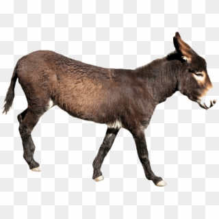 Free Png Download Donkey Png Images Background Png - Donkey With No Background, Transparent Png