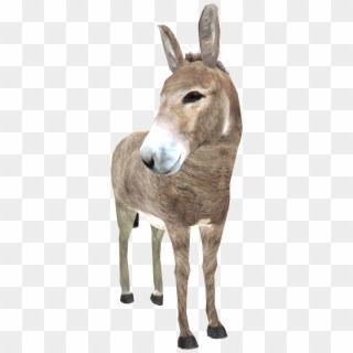 Donkey Png High-quality Image - Burro, Transparent Png