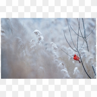 50033 Winterland Cardinal - Cardinal In Winter Background, HD Png Download