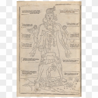 “ketham's Zodiac Man,” An Embodiment Of The Renaissance - Standing, HD Png Download