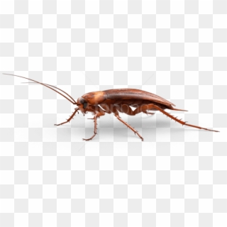 Free Png Download Large Cockroach Png Images Background - Roach Transparent Background, Png Download