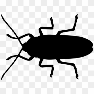 Cockroaches - Weevil, HD Png Download