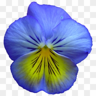 Pansy Clipart Transparent - Blue And Yellow Pansy, HD Png Download
