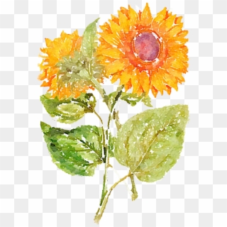 Hand Painted Sunflowers 1366*2048 Transprent Png - Girasol Pintado A Mano, Transparent Png