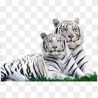 White Tiger Safari Logo , Png Download - Wild Animals Around Us, Transparent Png