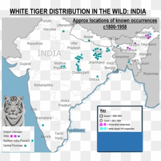 Location Of White Tiger Distribution In The Wild - White Tiger In Nilgiri, HD Png Download