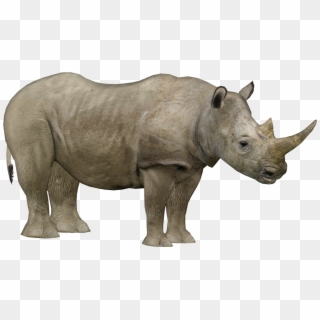 Northern White Rhinoceros - Zoo Tycoon 2 Rhino, HD Png Download