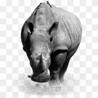 Rhinoceros Png Download Image - Rinoceronte De Frente, Transparent Png