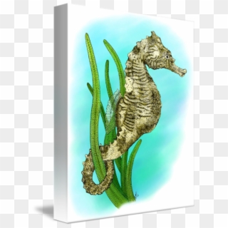 Drawing Seahorse Dwarf - Northern Seahorse, HD Png Download