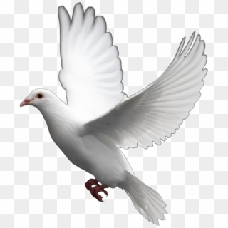 Flying Pigeon Png - Transparent Background White Dove, Png Download
