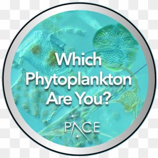 Find Out What Phytoplankton Matches Your Personality - Circle, HD Png Download