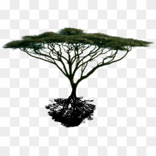 Photo Trimmedtreefinal2 - Acacia Tree Silhouette Png, Transparent Png