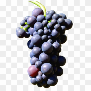 Isolated Grapes Henkel Grape Png Image - Isolated Grapes, Transparent Png