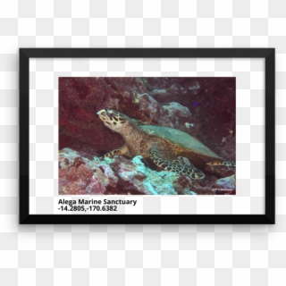Hawksbill Sea Turtle In Alega Marine Sanctuary Framed - Underwater, HD Png Download