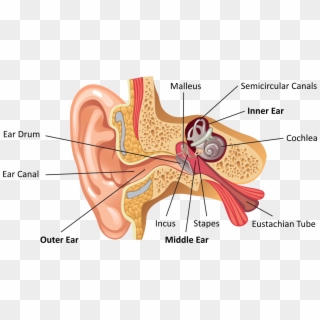 Ear Anatomy Labeled - Ear Parts Labeled, HD Png Download