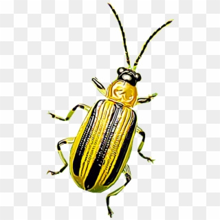 Cucumber Beetles Are Eye-catching Pests That Damage - Leaf Beetle, HD Png Download
