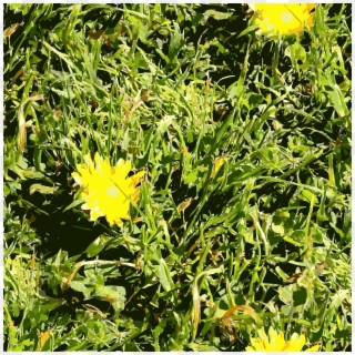 This Free Icons Png Design Of Sf Grass - Dandelion, Transparent Png