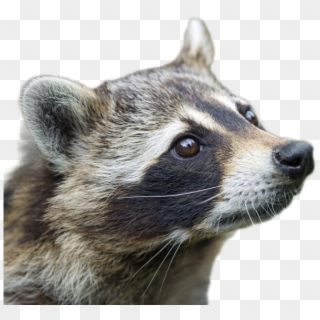 Raccoon Png Image - Raccoon Side Profile, Transparent Png