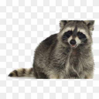 Raccoons Knox Pest Control Transparent Background - Raccoons Without Background, HD Png Download