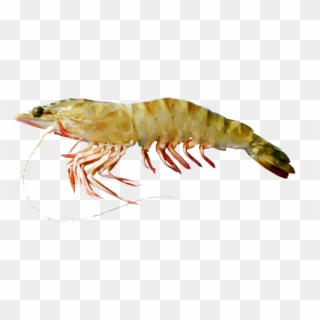 Products - Krill, HD Png Download