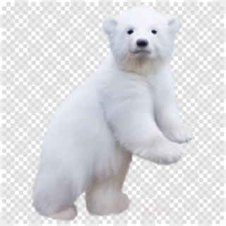 Polar Bear Baby Png Clipart Polar Bear Brown Bear - Baby Polar Bear Transparent, Png Download