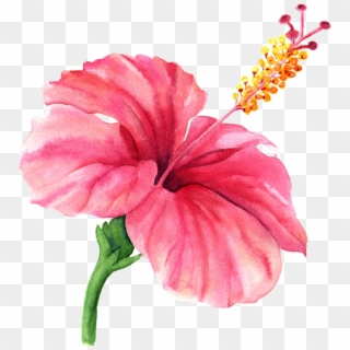 Hibiscus Png, Transparent Png