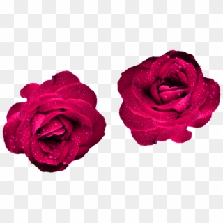 Maroon Color Roses Png Png Roses Nature For Your Projects - Blue Rose, Transparent Png