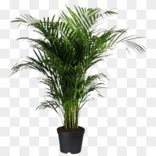 Indoor Palm Tree - Areca Palm Png, Transparent Png