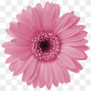 Aff A Xl Im Genes Formato Ⓒ - Pink Daisy Flower Png, Transparent Png