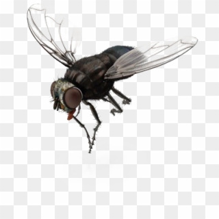 Fly Png Transparent File - House Fly, Png Download